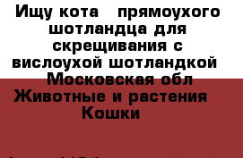 Ищу кота - прямоухого шотландца для скрещивания с вислоухой шотландкой. - Московская обл. Животные и растения » Кошки   